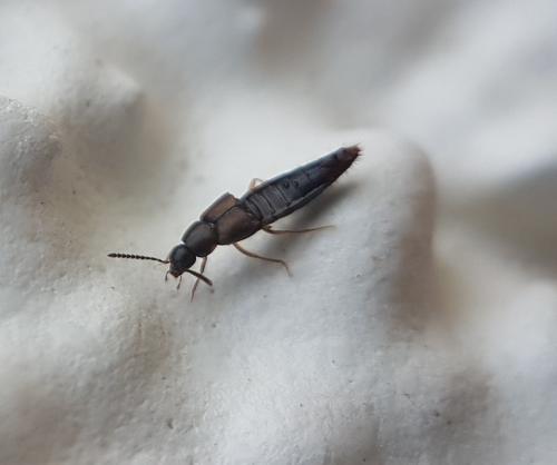 Oxypoda sp.